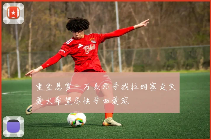 重金悬赏一万美元寻找拉姆塞走失爱犬希望尽快寻回爱宠